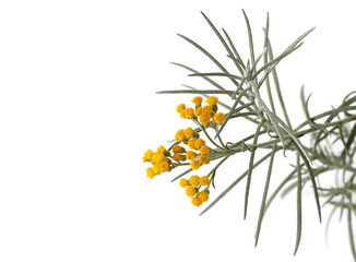 Close-up of curry plant, Helichrysum italicum in bloom, yellow blossom and leaves of an Italian...
