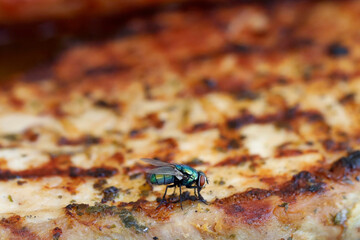 common green bottle fly, Lucilia sericata on grilled meat, annoying flies in summer during the BBQ, food contamination hygiene concept