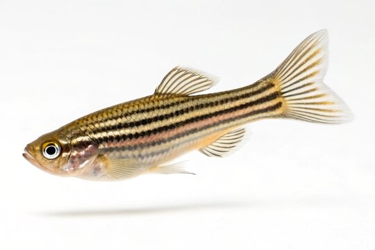 Zebra danio fish with distinctive stripes on white background