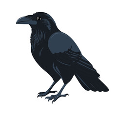 Fototapeta premium Detailed vector illustration of a black raven, showcasing its plumage and posture on a white background