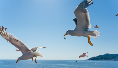 Seagulls soaring gracefully and hunting over the vibrant blue sea create a stunning scene on a bright sunny day