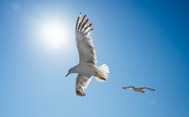 Seagulls are soaring gracefully over a vast expanse of deep blue water, with a backdrop of distant mountains and a clear sky dotted with fluffy white clouds