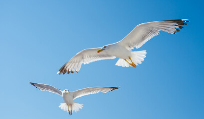 Seagulls are soaring gracefully over a vast expanse of deep blue water, with a backdrop of distant mountains and a clear sky dotted with fluffy white clouds