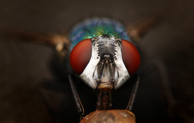 Fly close up in macro