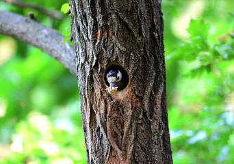 Great Spotted Woodpecker carrying wood chips from its nest hole
