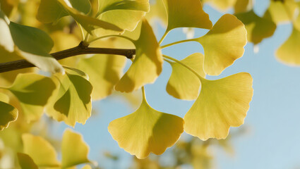 Close-up of golden autumn leaves on a tree branch illuminated by warm sunlight. The backlighting creates a glowing, translucent effect as the leaves shimmer against a soft, blurred background. 
