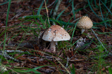 The Blusher (Amanita rubescens) is a medium to large mushroom from the Amanita genus. It typically...