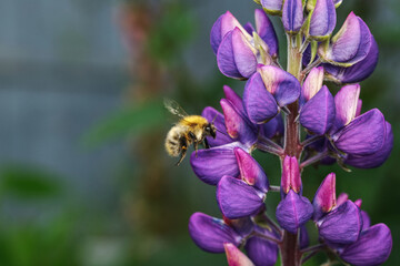 bumble bee hovering near flower