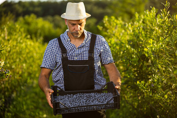 Farmer collects fresh blueberries in a sunny orchard during harvest season with lush green surroundings