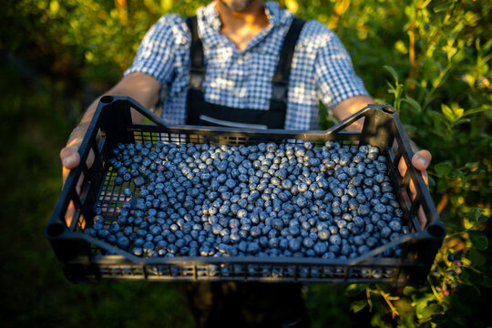 Farmer harvesting ripe blueberries in a sunny orchard during late summer season