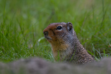Columbian Ground Squirrel (Urocitellus columbianus)