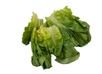 Shot of the Romaine lettuce on transparent background