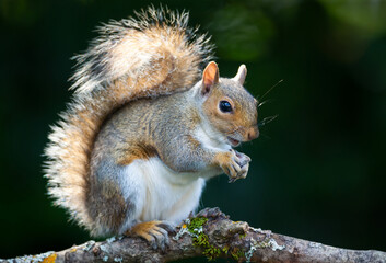 Portrait of a young grey squirrel eating nut on a tree branch