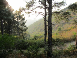 Obraz premium Wild mountain trail through forest