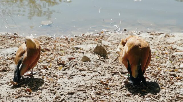 Two Ruddy Shelducks preening their feathers by the water's edge on a sunny day. These large ducks are native to Asia and are known for their distinctive orange-brown plumage.