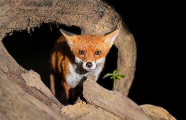 Portrait of a young red fox cub standing beside a fallen tree in a dark forest at night