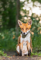 Portrait of a cute young red fox sitting in a forest