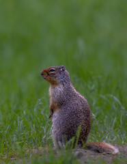 Columbian Ground Squirrel (Urocitellus columbianus)