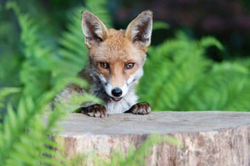 Portrait of a cute red fox standing on a tree stump in a forest
