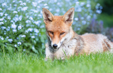 Fototapete bei efototapeten.de bestellen   