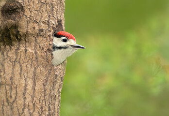 Great spotted woodpecker chick sitting in a tree hole in spring