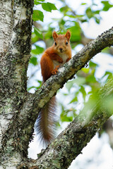 Close-up of a curious young red squirrel standing on a tree branch
