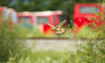Common kestrel hovering above a grassy patch near railway lines