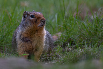 Columbian Ground Squirrel (Urocitellus columbianus)