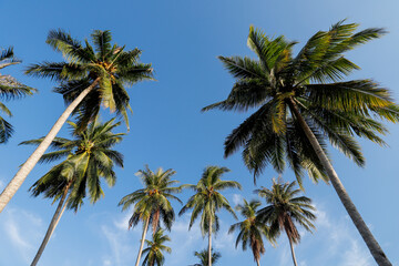Beautiful coconut trees on the beach with the clear blue sky