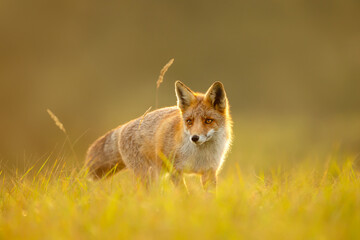 Red fox standing in a meadow during a golden sunset