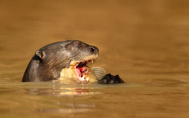 Giant otter eating fish in a river in the Pantanal, Brazil