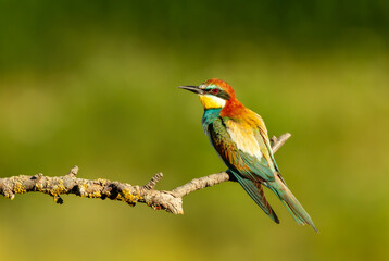 Colorful European bee-eater perched on branch during summer