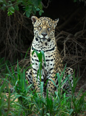 Portrait of a jaguar sitting on a riverbank in the Pantanal, Brazil.