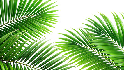 Obraz premium Two lush green palm fronds are displayed against a clean transparent background creating a vibrant tropical design element
