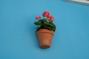 Vibrant pink flowers in a clay pot against a blue wall in Pueblo azul de Juzcar, Malaga, Spain