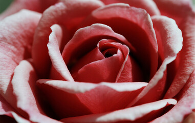 close up of red rose