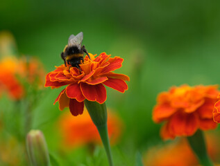 A bumblebee pollinating a marigold. Close up.