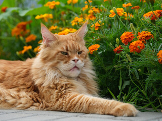 A red Maine Coon cat lying in a flower garden near marigolds. Close up.