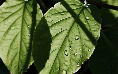 green leaf with drops of water