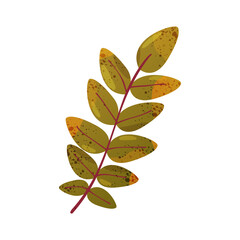 Vector acacia leaf or plant herbarium. Autumn foliage or preserved flora. Herbal biology study sign or botany science icon. Organic herb twig and natural specimen. Nature and ecology, taxonomy.