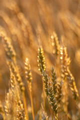 Vertical close-up of wheat spike in golden sunlight with soft blurred field behind