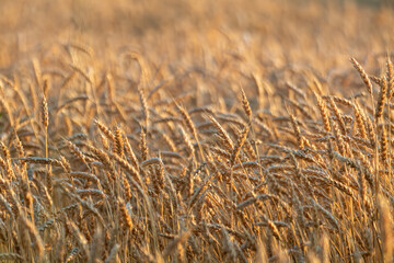 Golden wheat textures on sunny field with blurred field behind