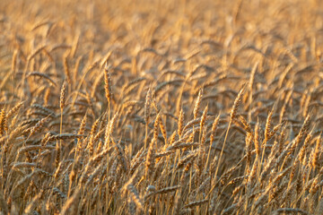 Golden wheat on sunny grains field in morning light, agriculture textures