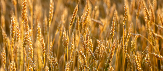 Golden wheat crops panoramic view on sunny field