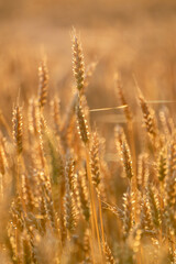 Vertical agriculture field scene with wheat spike in sunlight, peaceful and harvest-themed