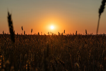 Golden sun shining on clear sky above ripe summer wheat field
