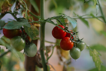 Fresh ripe tomatoes among green leaves in the garden. Small healthy red vegetables close up. Summer harvesting. Vegetarian food