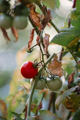 Ripe red tomatoes on the green bush in the garden. Small healthy vegetables close up. Summer harvesting. Vegetarian lifestyle