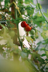 Fresh ripe tomatoes close up among green leaves in the garden. Raw vegetables for healthy eating. Summer harvesting. Vegetarian food