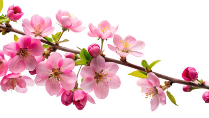 Fototapeta premium A detailed view of a branch covered in numerous small pink cherry blossoms and green leaves isolated on a clean transparent background
